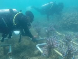 IPC TPK Perkuat Komitmen ESG Lewat Konservasi Terumbu Karang