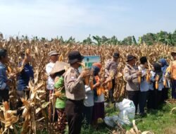 Polsek Balongbendo Bersama Ponpes Mambaul Ulum Gelar Panen Jagung Dukung Ketahanan Pangan