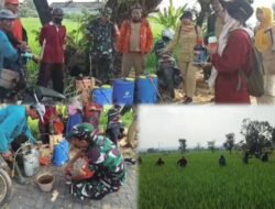 Sinergi TNI dan Penyuluh Pertanian, Babinsa Sukorejo Kawal Penyemprotan Hama
