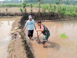 Babinsa Banyuanyar Bersama Petani Benahi Tanggul Sawah Pasca Olah Lahan
