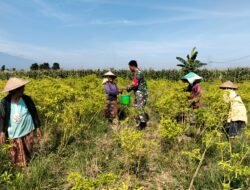 Babinsa Koramil Wonomerto Bantu Warga Panen Cabai, Perkuat Kedekatan TNI dan Masyarakat
