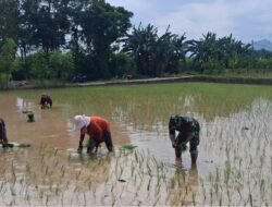 Kodim 0820/Probolinggo Dukung Gerakan Swadaya Pangan Bersama Petani