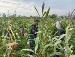 Serka Nyoman Babinsa Koramil Pajarakan Dampingi Warga Panen Jagung