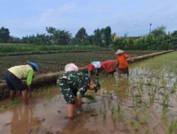 Kodim0820/Probolinggo Perkuat Ketahanan Pangan Lewat Pendampingan Petani