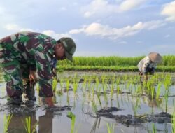 Kodim 0820/Probolinggo Dukung Swasembada Pangan Nasional melalui Pendampingan Petani Padi di Desa Wangkal