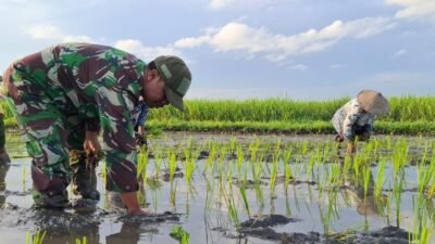 Kodim 0820/Probolinggo Dukung Swasembada Pangan Nasional melalui Pendampingan Petani Padi di Desa Wangkal