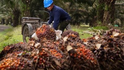 Produksi CPO PalmCo Naik Jadi 2,7 Juta Ton, Produktivitas Lahan Terus Menguat