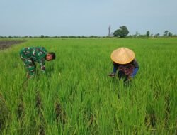 Babinsa Kodim Probolinggo Dampingi Petani Lakukan Penanaman Padi