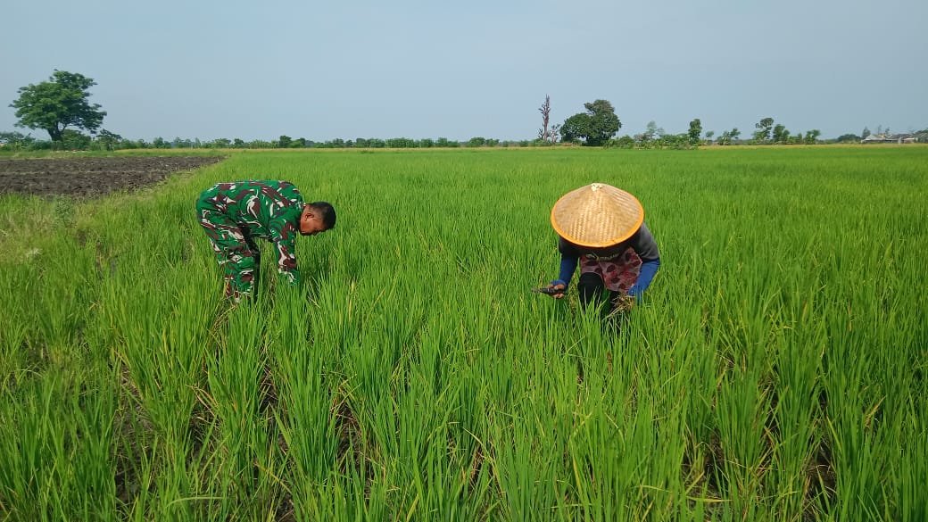kegiatan pendampingan perkembangan tanaman padi