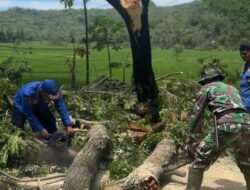 TNI-Polri dan BPBD Evakuasi Pohon Tumbang di Panggul Trenggalek