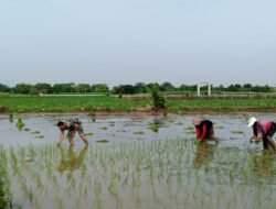 Babinsa Koramil Tegalsiwalan Dampingi Petani Tanam Padi di Desa Paras