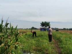 Persiapan Masa Panen, Polsek Tanggulangin Cek Lahan Jagung Desa Kedensari