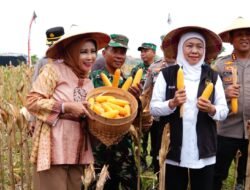 Wabup Sidoarjo Bersama Gubernur Jatim dan Forkopimda Panen Raya Jagung Kuartal I 2026 di Desa Kedensari