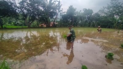 Babinsa Kodim 0820/Probolinggo Dampingi Petani Tanam Padi di Kuripan