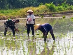 Babinsa Kodim 0820/Probolinggo Aktif Dampingi Petani, Dukung Gerakan Swasembada Pangan Nasional