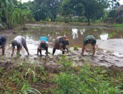 Babinsa Wonoasih Dukung Swadaya Pangan Nasional, Dampingi Warga Tanam Padi di Jrebeng Kidul