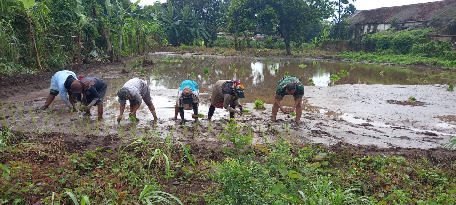 pendampingan kepada warga yang sedang melaksanakan penanaman padi