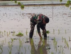 Kodim 0820/Probolinggo Perkuat Sektor Pertanian Melalui Pendampingan Tanam Padi