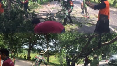 Sigap, Babinsa Bersama Tim Gabungan Atasi Pohon Tumbang Akibat Angin Kencang