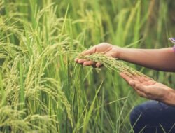 Penguatan Ketahanan Pangan Nasional, Strategi Wujudkan Kedaulatan dan Kesejahteraan Masyarakat