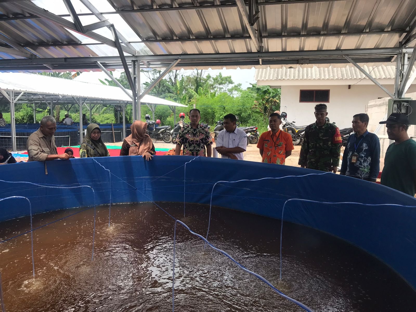 penebaran benih ikan lele