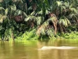 Fenomena Lumba-lumba Putih Muncul di Asahan, Warga Geger dan KSDA Turun Tangan