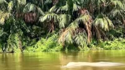 Fenomena Lumba-lumba Putih Muncul di Asahan, Warga Geger dan KSDA Turun Tangan