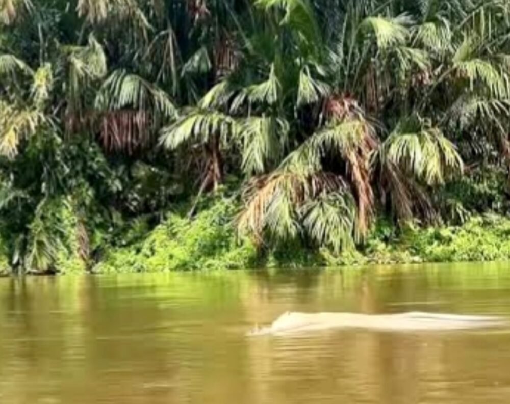 Fenomena Lumba-lumba Putih Muncul di Asahan, Warga Geger dan KSDA Turun Tangan