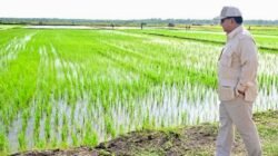 Presiden Prabowo Akan Umumkan Capaian Swasembada Beras dalam Panen Raya di Karawang