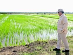 Presiden Prabowo Akan Umumkan Capaian Swasembada Beras dalam Panen Raya di Karawang