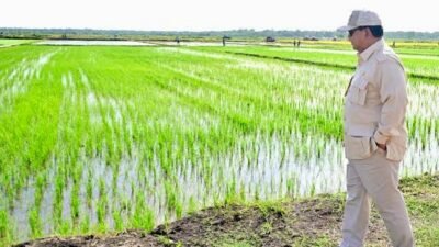 Presiden Prabowo Akan Umumkan Capaian Swasembada Beras dalam Panen Raya di Karawang