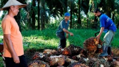 Sepanjang 2025, PalmCo Serap 3,25 Juta Ton TBS Petani