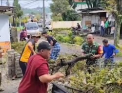 Cegah Risiko Pohon Tumbang, Babinsa Pecalukan Turun Langsung Bersama Warga