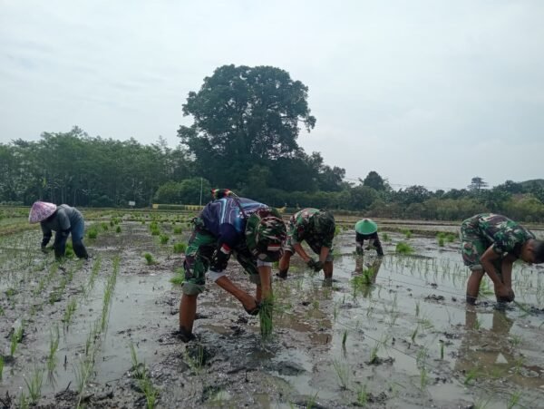 Dari Sawah Wonosari untuk Negeri: Jejak Gotong Royong TMMD ke-127 Menanam Harapan