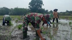 Dari Sawah Wonosari untuk Negeri: Jejak Gotong Royong TMMD ke-127 Menanam Harapan