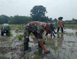 Dari Sawah Wonosari untuk Negeri: Jejak Gotong Royong TMMD ke-127 Menanam Harapan
