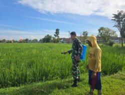 Babinsa dampingi  Petani Lakukan Penyemprotan Padi Guna Meningkatkan Swasembada Pangan Jombang
