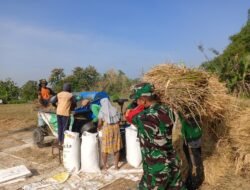 Humanis dan Bersahaja, Babinsa Koramil 07 Kabuh Bantu Warga Giling Padi di Ds. Sumbergondang