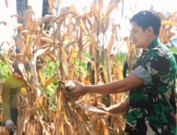 Satgas TMMD Kodim Kediri Berhasil Optimalkan Ketahanan Pangan