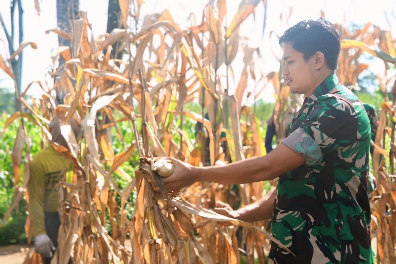 program ketahanan pangan dengan melaksanakan panen jagung