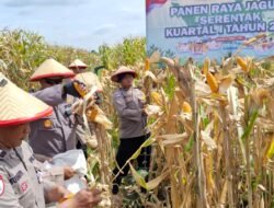 Polsek Balongbendo Panen Raya Jagung Dukung Ketahanan Pangan Nasional