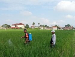 Antisipasi Serangan Ulat dan Belalang, Serda Andri Dampingi Petani Semprot Hama