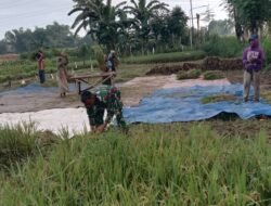 Babinsa Koramil Wonomerto Turun ke Sawah Dampingi Petani Panen Padi