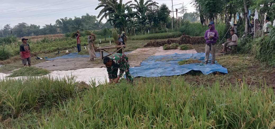 Babinsa Koramil Wonomerto Turun ke Sawah Dampingi Petani Panen Padi