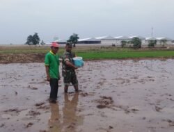 Babinsa bantu petani melaksanakan pemupukan padi di wilayah binaan