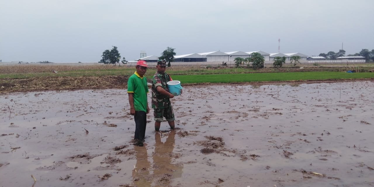 Babinsa bantu petani melaksanakan pemupukan padi di wilayah binaan