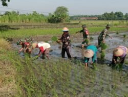 Babinsa Koramil 0814-09/Kudu Dampingi Petani Tanam Padi Demi Wujudkan Ketahanan Pangan