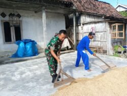 Babinsa Bantu Petani Jemur Padi di Wilayah Binaan