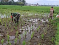 Antisipasi Darurat Pangan Nasional, Koramil Gading Melakukan Pendampingan