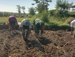 Program Ketahanan Pangan, Koramil Wonomerto Dampingi Para Petani